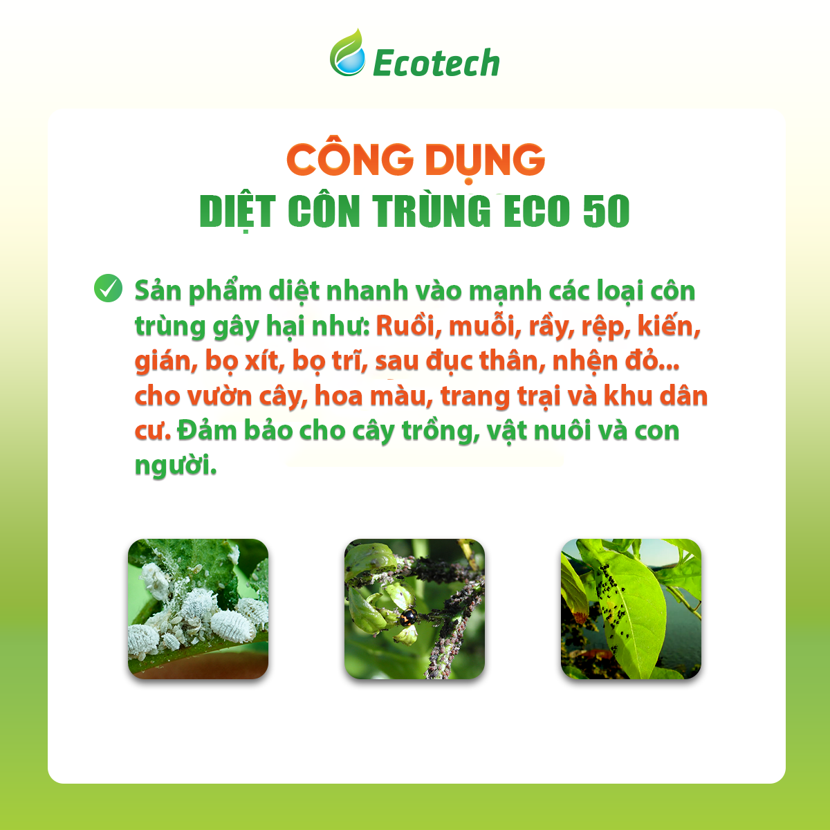 DIỆT CÔN TRÙNG ECO - 50 - Ảnh 2