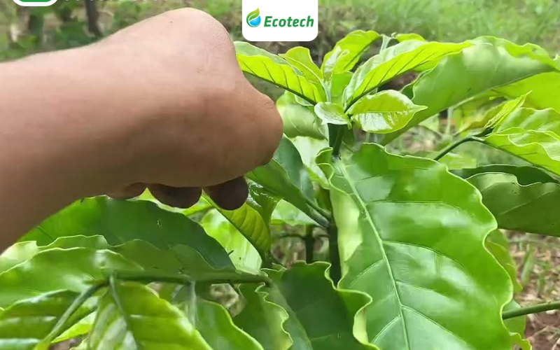 Đọt cà phê bung mạnh, lá xanh mỡ màng sau khi tưới Nano Ecotech