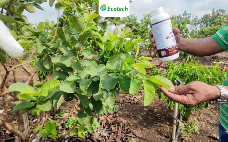 Anh Tuấn rất ấn tượng với hiệu quả Nano Ecotech mang lại