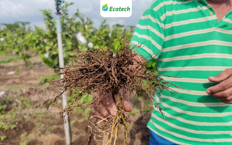Ớt giống phát triển rễ tơ mạnh, khỏe, đẹp