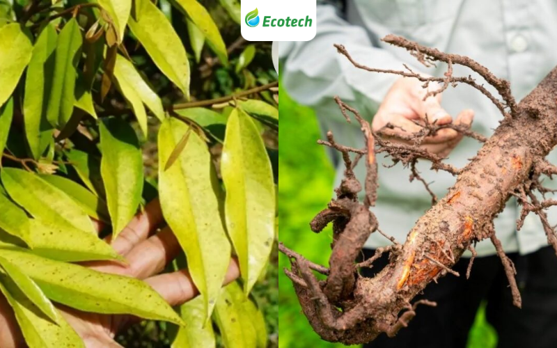 Nhiều bà con lo chữa phần ngọn mà bỏ qua chăm sóc bộ rễ khỏe mạnh