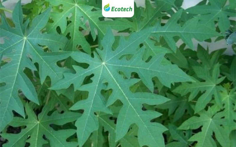 Chỉ sau 1 ngày tưới Nano Ecotech, lá đu đủ xanh và tươi trở lại