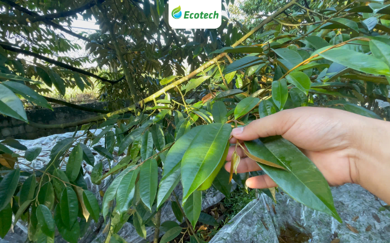 Chỉ sau 1 tuần tưới Nano Ecotech, anh Công đã thấy những thay đổi bất ngờ