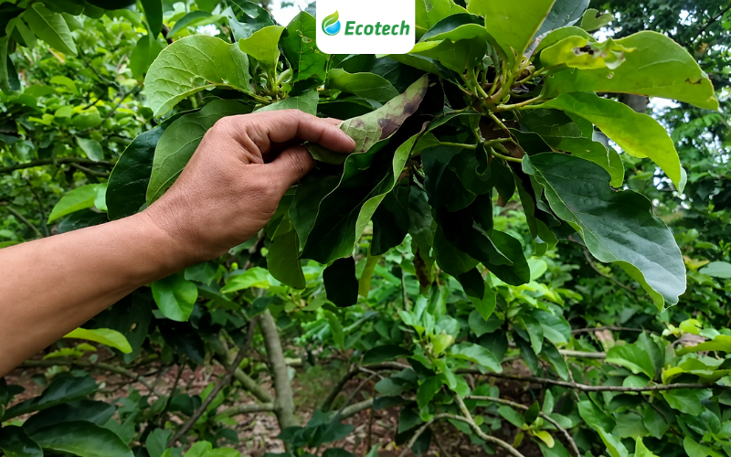 Dấu tích của hiện tượng vàng lá trước khi sử dụng Nano Ecotech