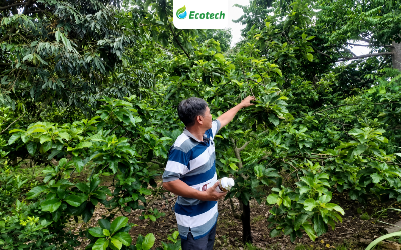 Những thay đổi tích cực của vườn bơ sau khi tưới Nano Ecotech đúng một lần