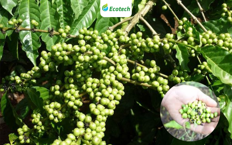 Nhiều bà con đang đau đầu vì cà phê rụng trái hàng loạt 