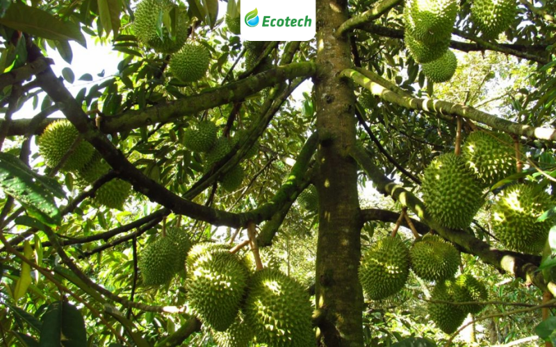 Anh Hùng chia sẻ sản phẩm Nano Ecotech đã thay đổi hoàn toàn khu vườn của nhà anh