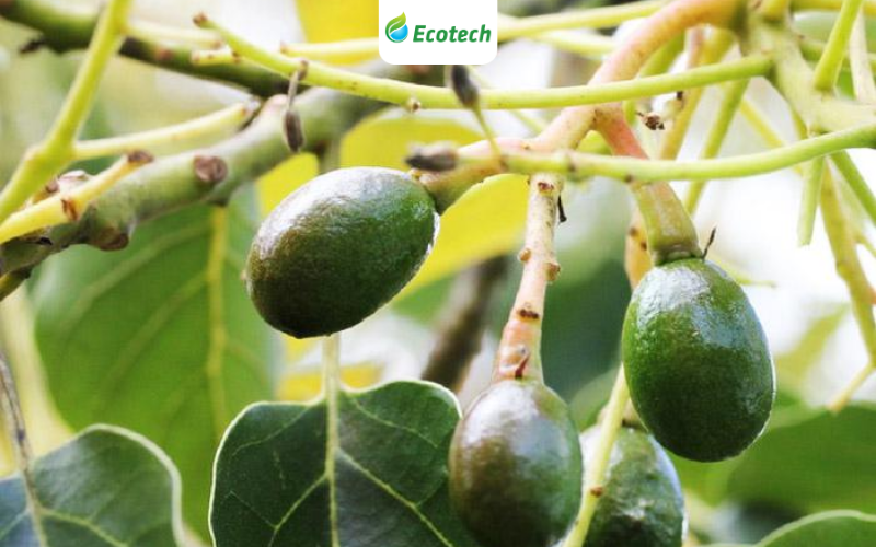 Vườn bơ sai trĩu trái non của nhà anh Khẩn