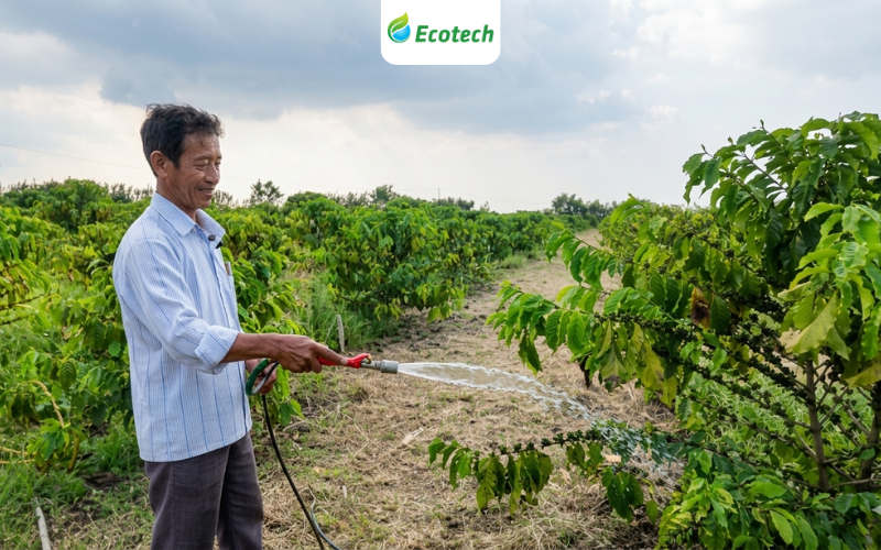 Chú Dũng vừa tưới nước vừa kể về câu chuyện hồi sinh vườn cà phê bằng Nano Ecotech