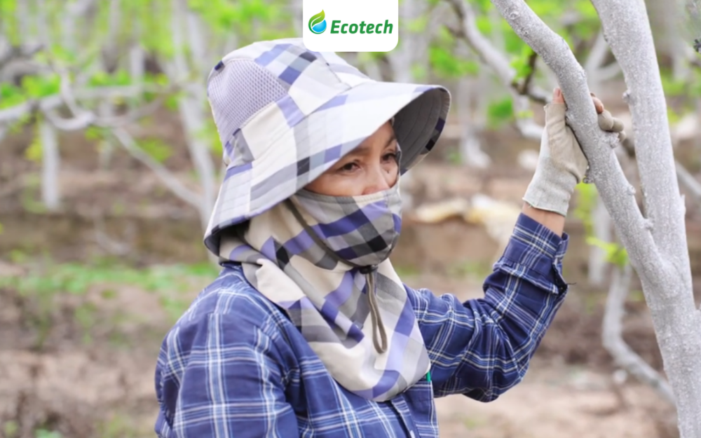 Cô Nguyễn Thị Luyên - chủ vườn na hơn 700 gốc tại HTX Liên Khuyên