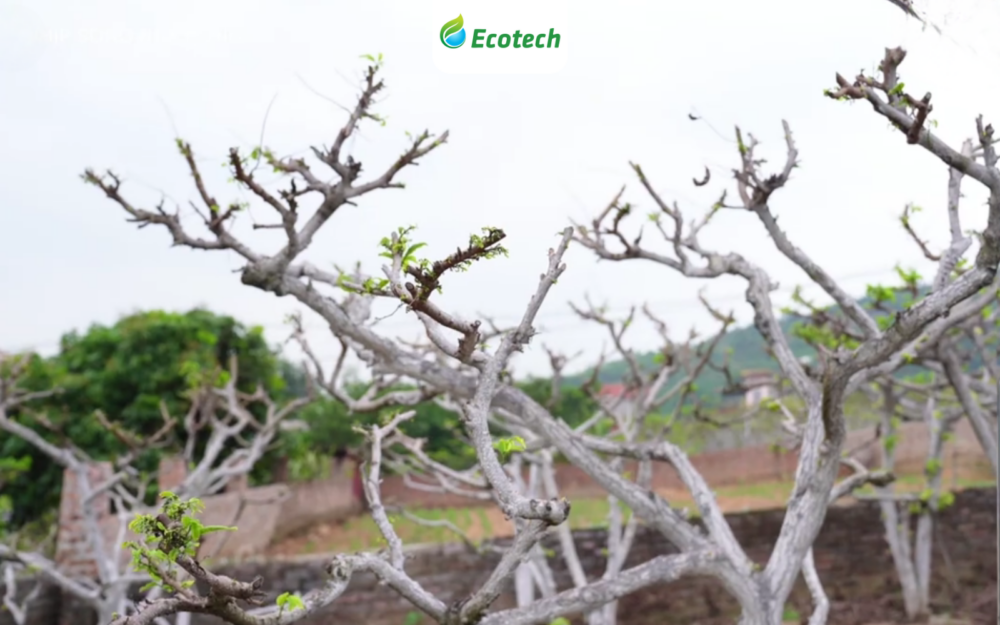 Tình trạng cây na bị xoắn lá, không bật lộc, chậm ra hoa và đen cành