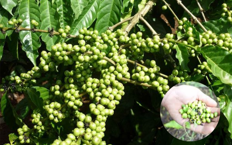 Đồng hành cùng kỹ sư nông nghiệp