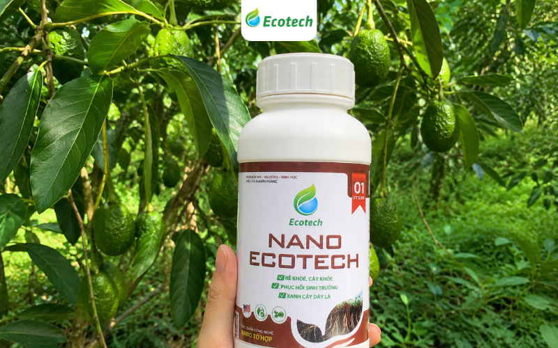 Nano Ecotech giúp vườn bơ của anh Khẩn thay da đổi thịt
