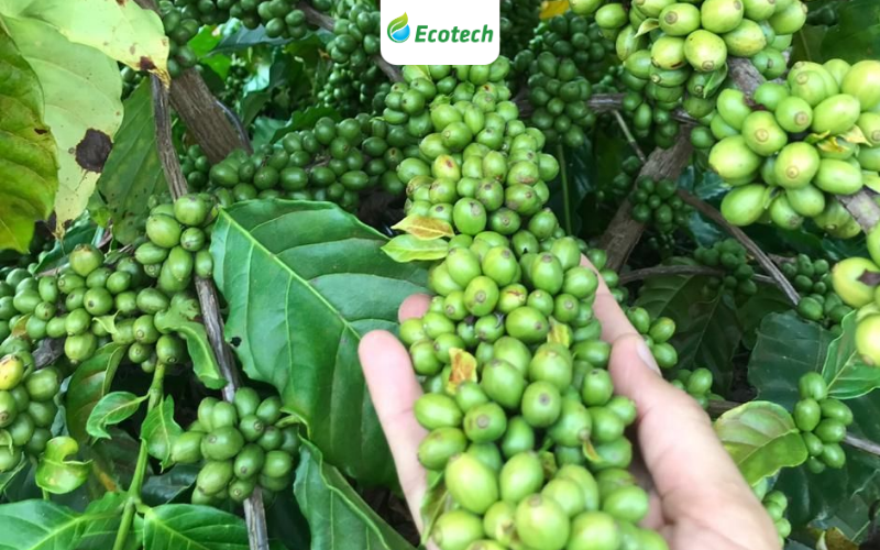 Đầu mùa mưa là giai đoạn cà phê ra trái