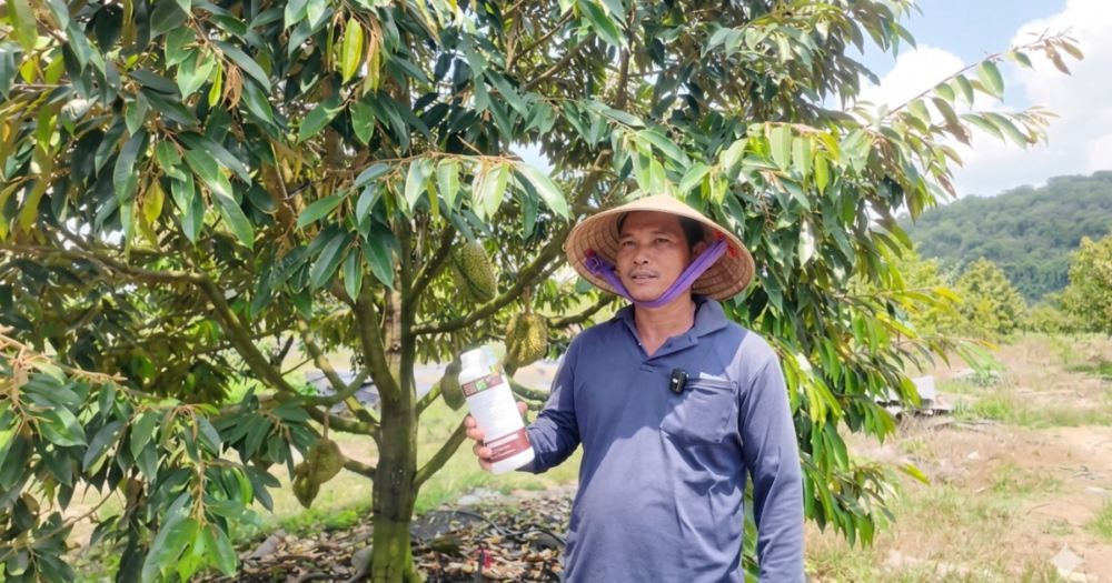 Phục hồi vườn sầu riêng thối rễ, đất chai