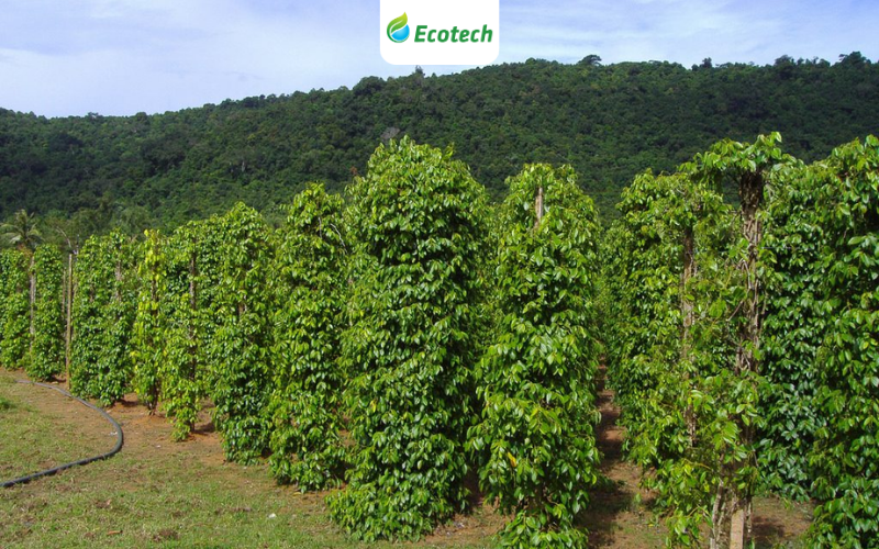 Kích rễ Nano Ecotech giúp tơi xốp đất và kích hoạt các vi sinh vật có lợi cho đất