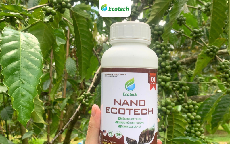 Kích rễ Nano Ecotech được nhiều bà con lựa chọn sử dụng cho vườn cây, đặc biệt vào mùa mưa