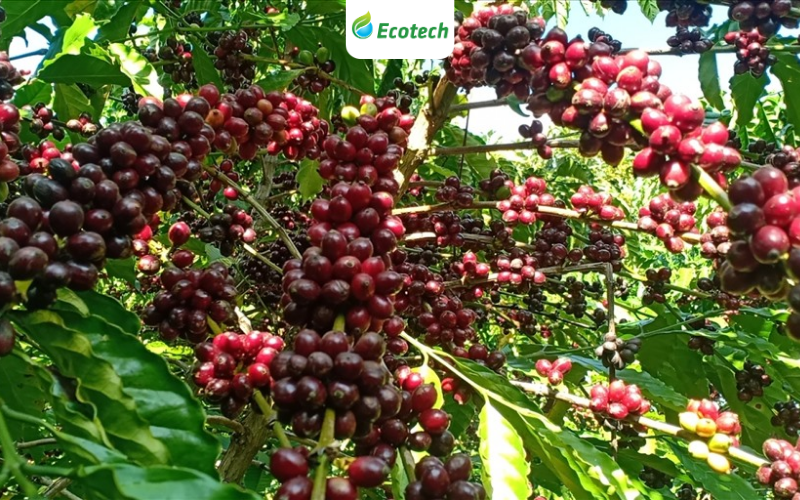 Phục hồi rễ cà phê mùa mưa