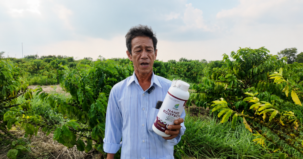 vườn cà phê cháy lá