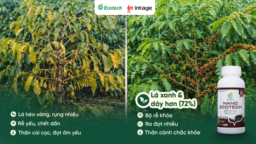 Những thay đổi rõ ràng được ghi nhận  rõ ràng trên cây trồng