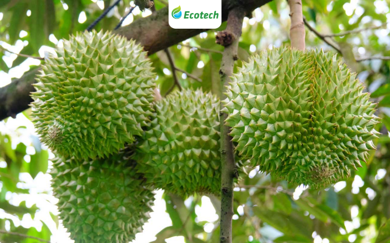 Hướng dẫn chăm sóc sầu riêng vào mùa mưa