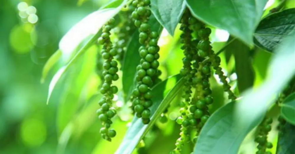 Đồng hành cùng chuyên gia