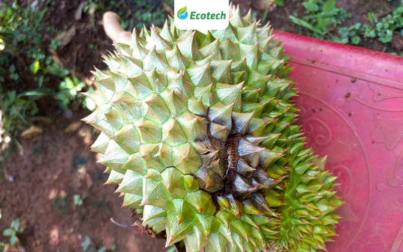Sầu riêng thối trái do nấm và vi khuẩn