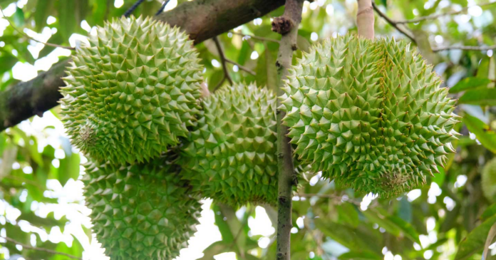Bí quyết chăm sóc sầu riêng ra trái vào mùa mưa