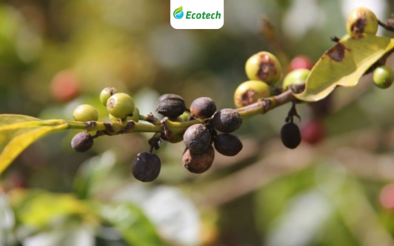 Bệnh thán thư - nỗi ác mộng của bà con trồng cà phê