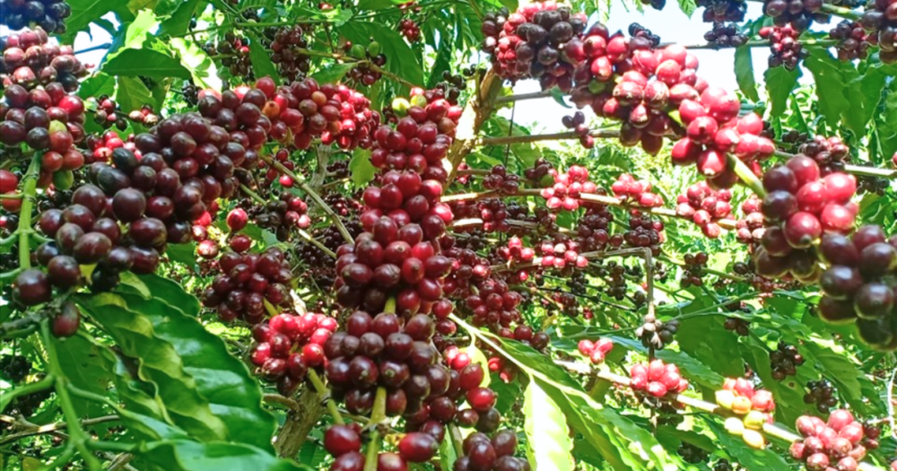 Đồng hành cùng chuyên gia số thứ 5