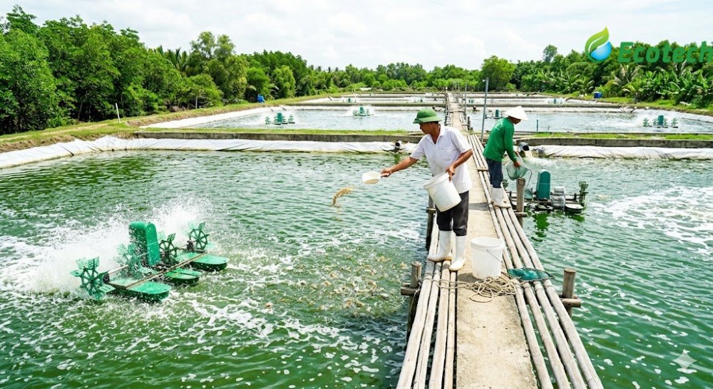 nuôi tôm nước lợ