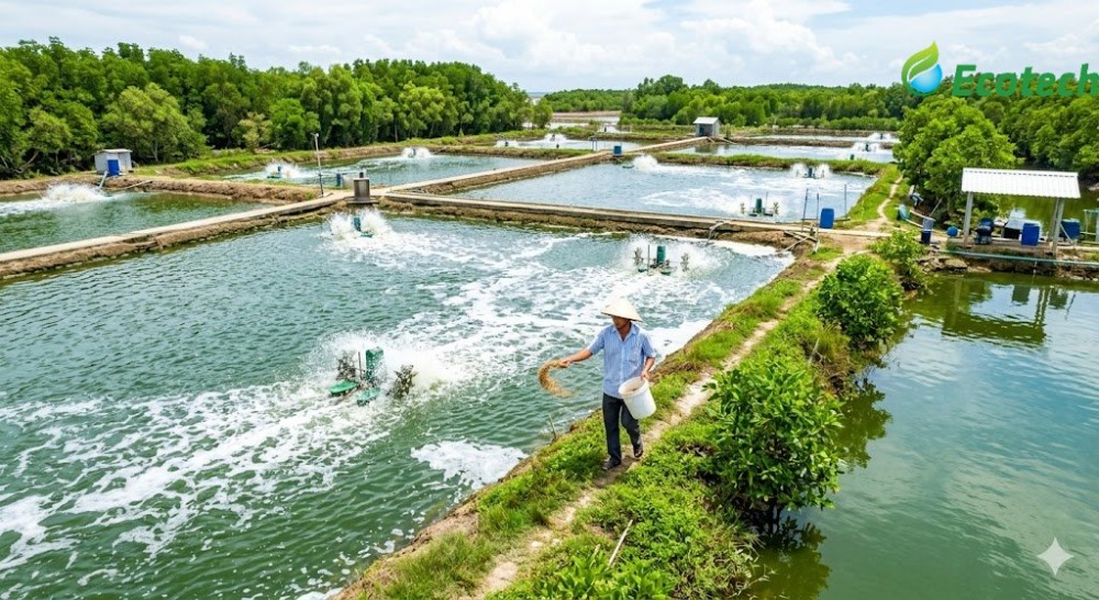 nuôi tôm nước lợ
